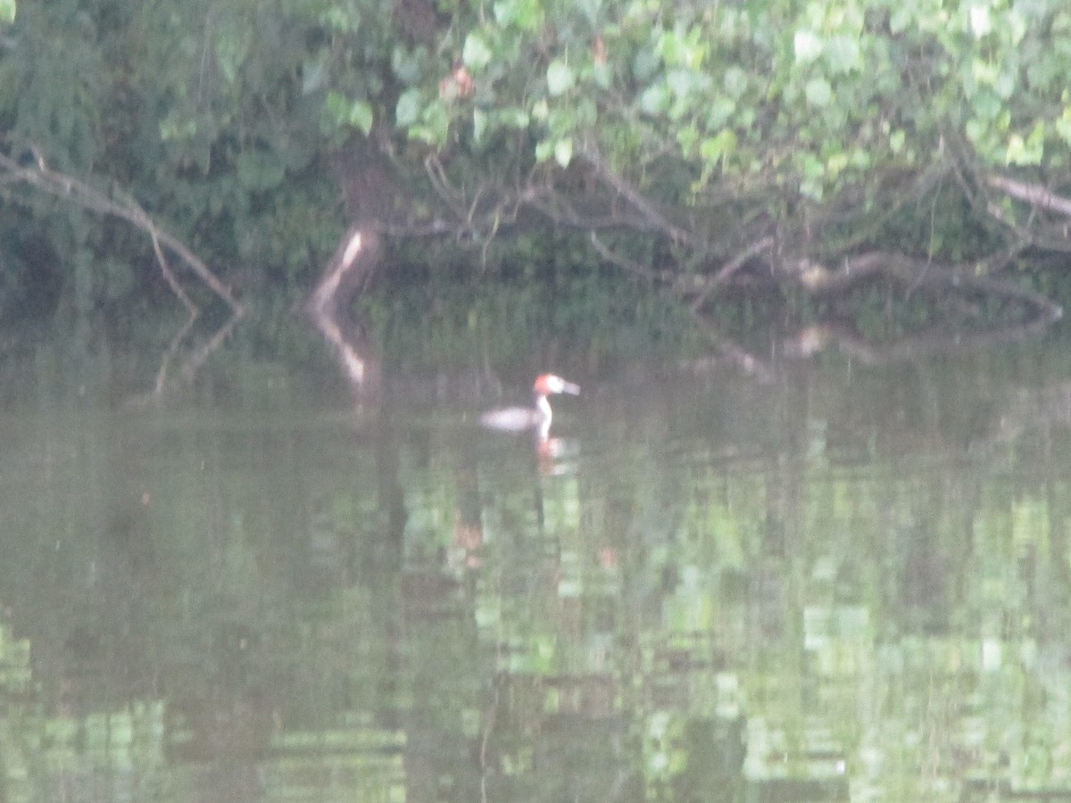 Great Crested Grebe - ML620670973