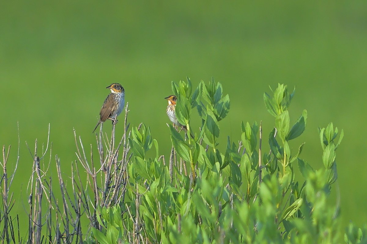 Saltmarsh Sparrow - ML620670978