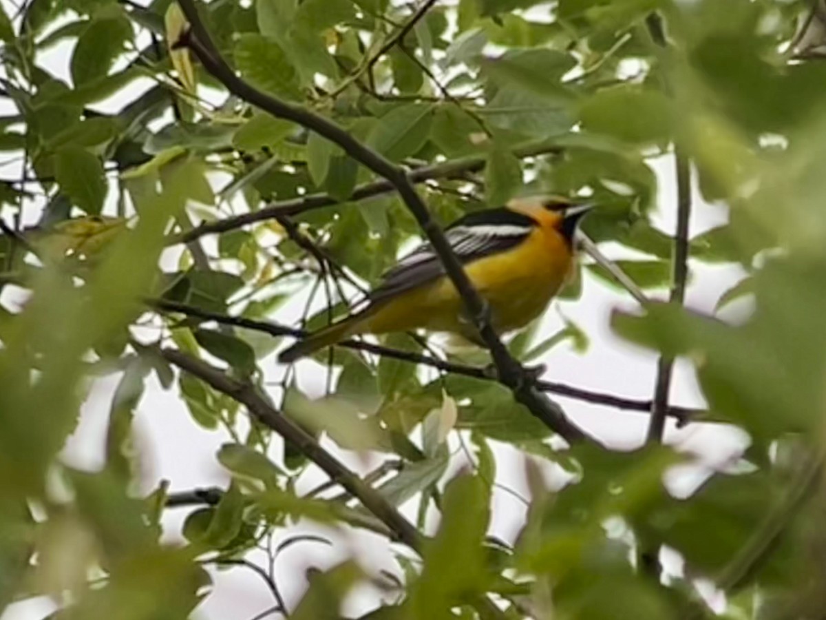 Bullock's Oriole - ML620670979