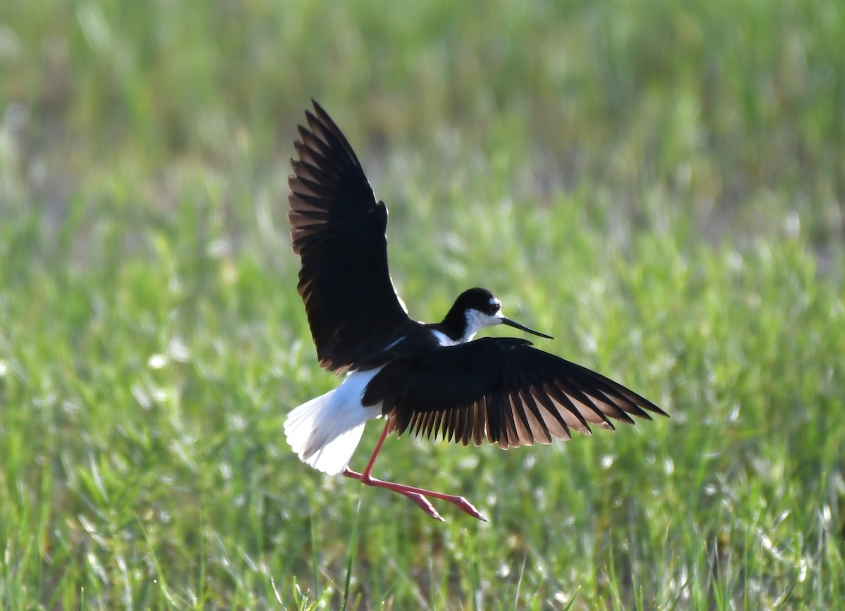 Black-necked Stilt - ML620670984