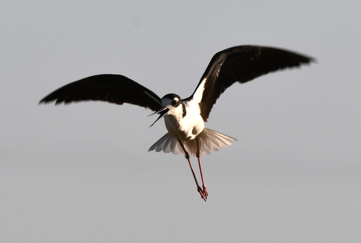 Black-necked Stilt - ML620670987