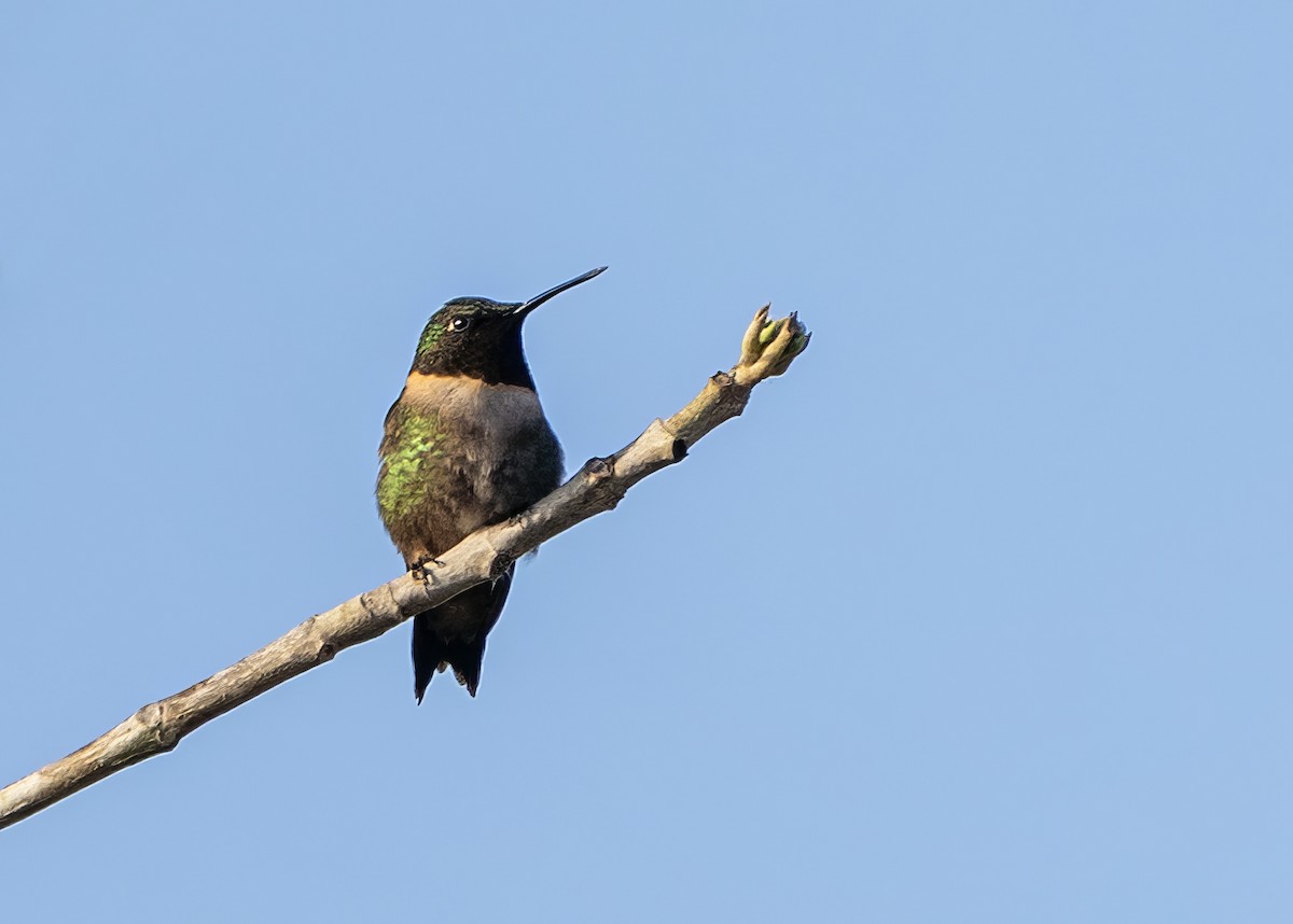 Ruby-throated Hummingbird - ML620670988