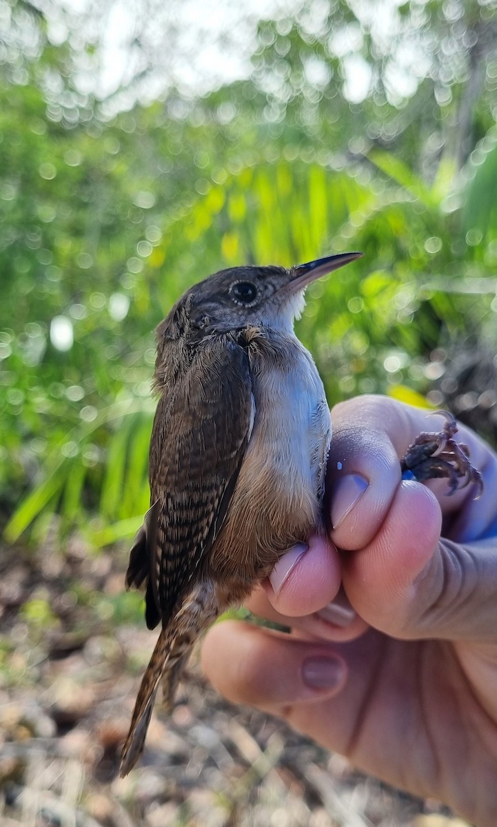 House Wren (Southern) - ML620670991