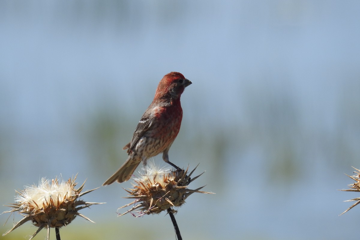 House Finch - ML620670996