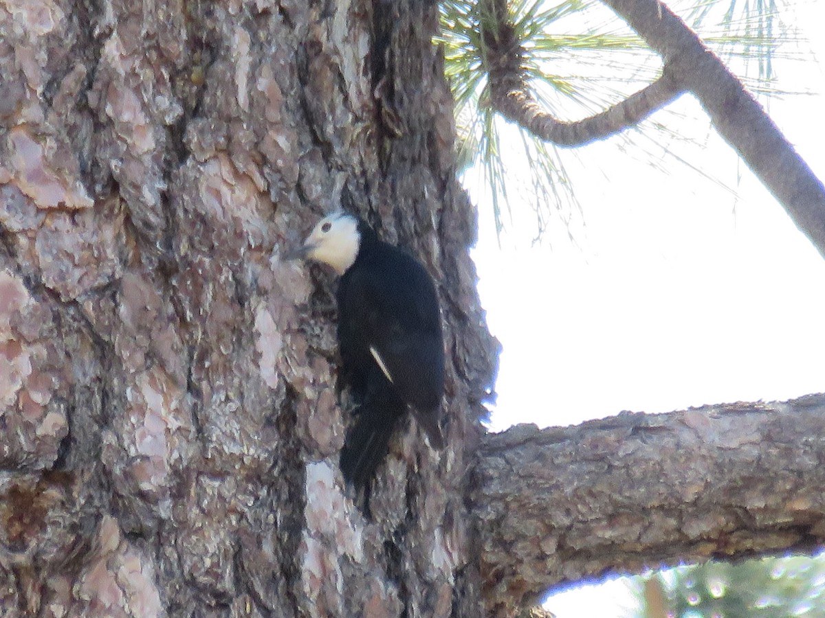 White-headed Woodpecker - ML620670998