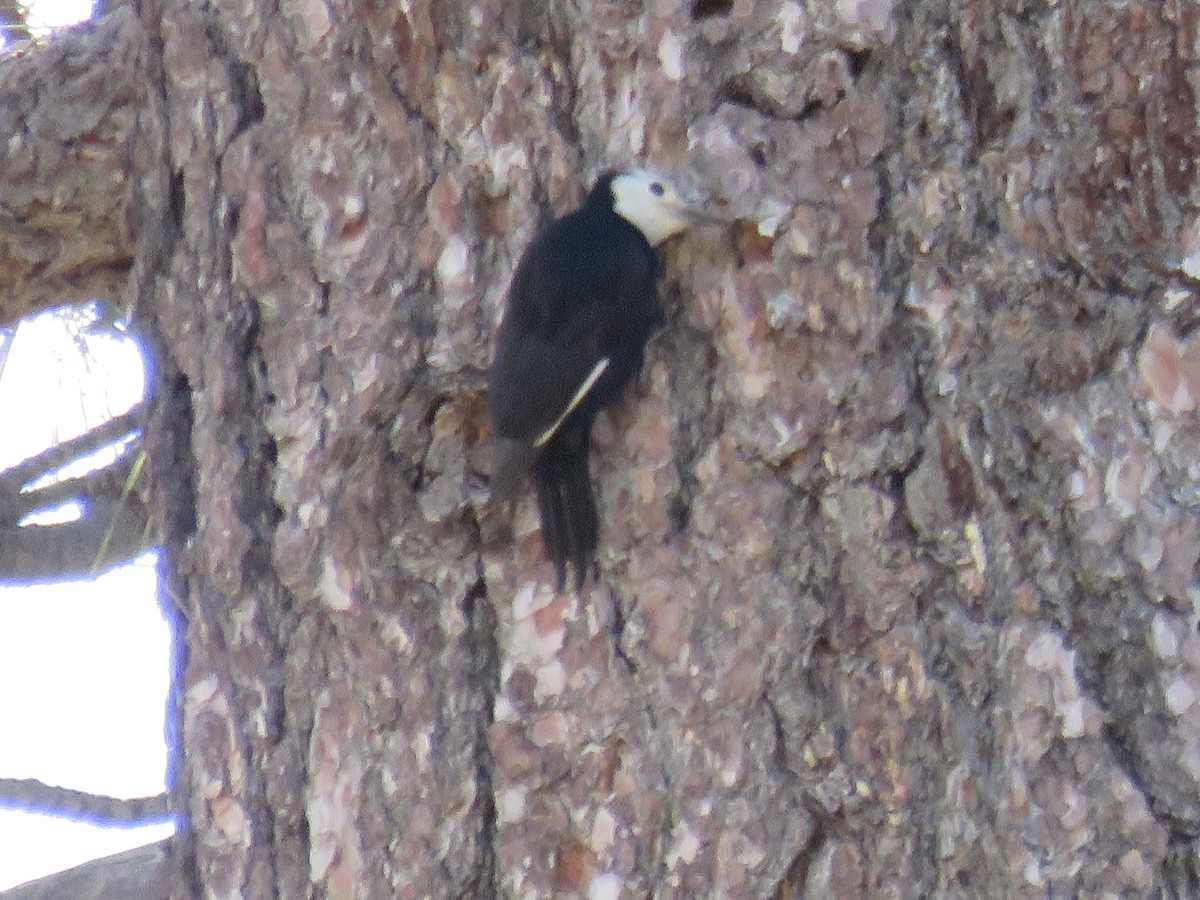 White-headed Woodpecker - ML620670999