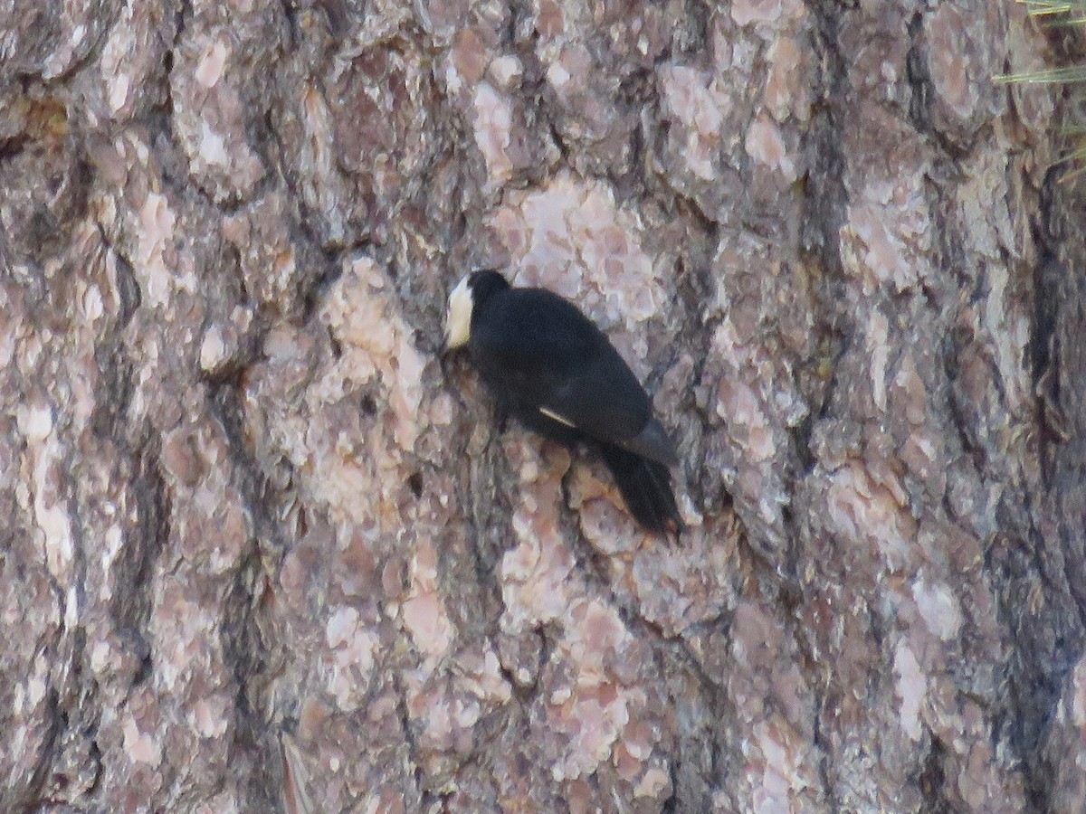 White-headed Woodpecker - ML620671000