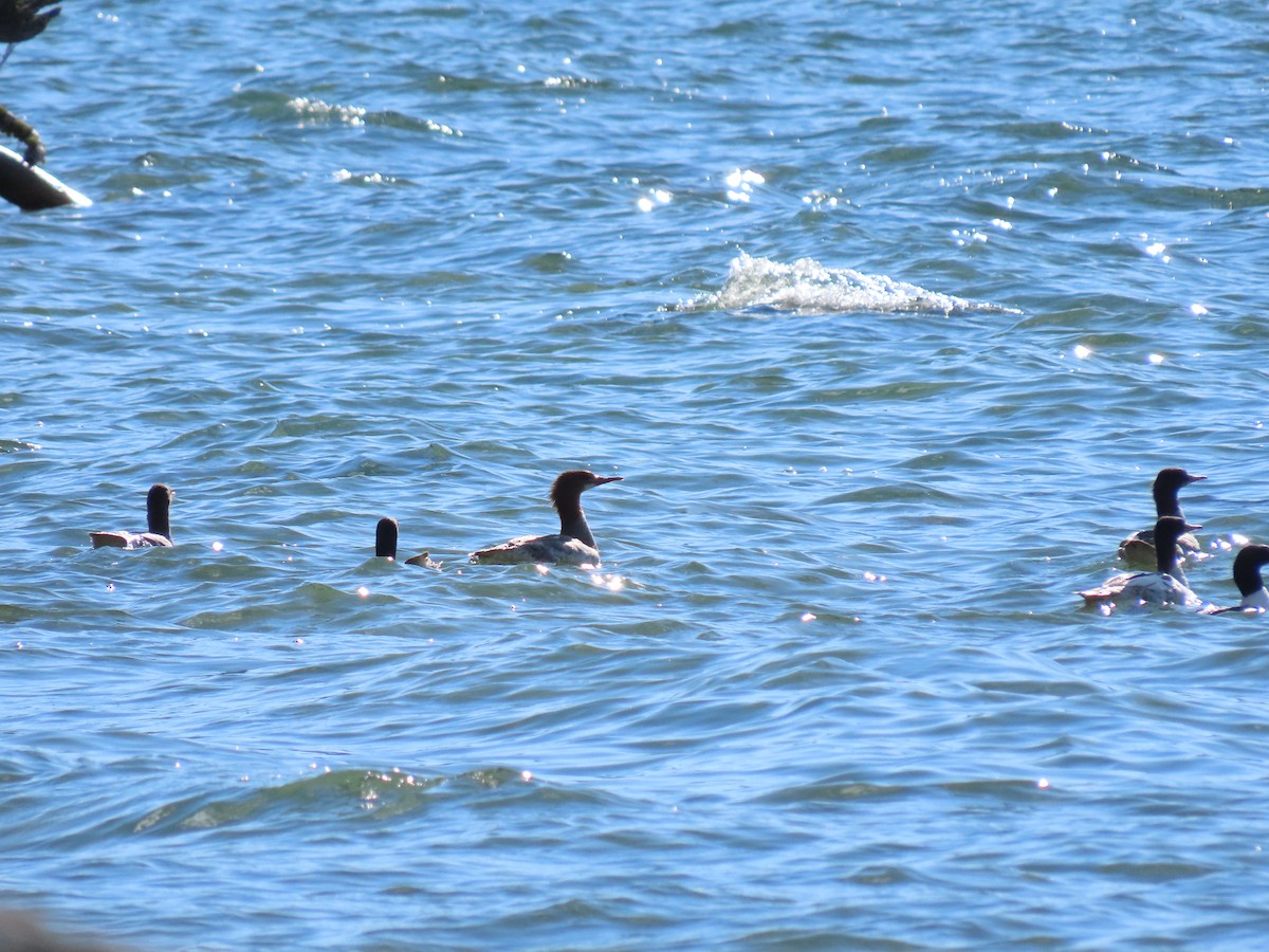 Common Merganser - ML620671004