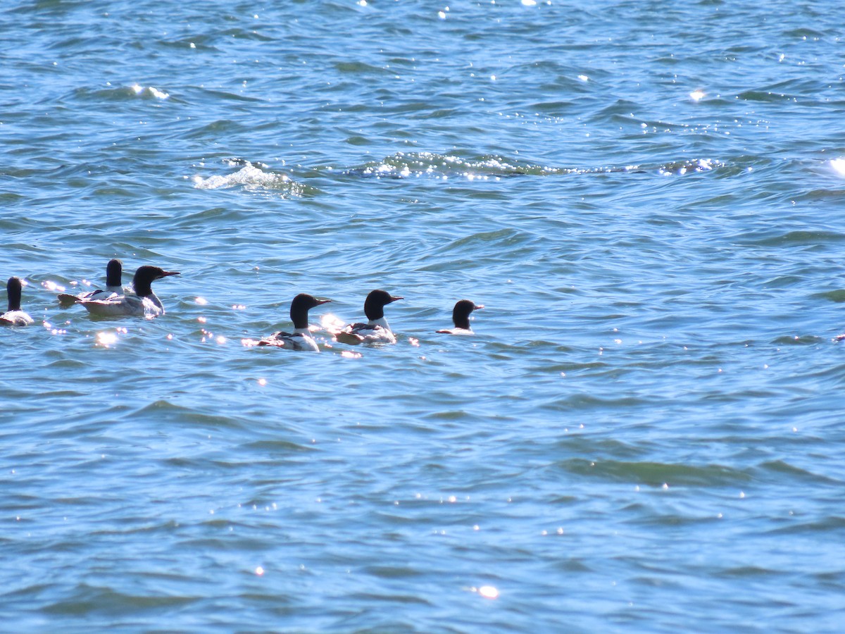 Common Merganser - ML620671006