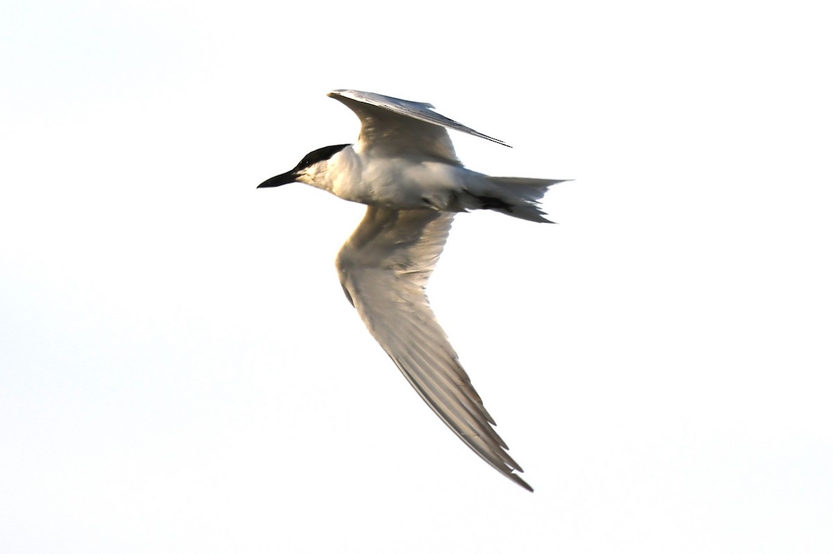 Gull-billed Tern - Sandi Diehl