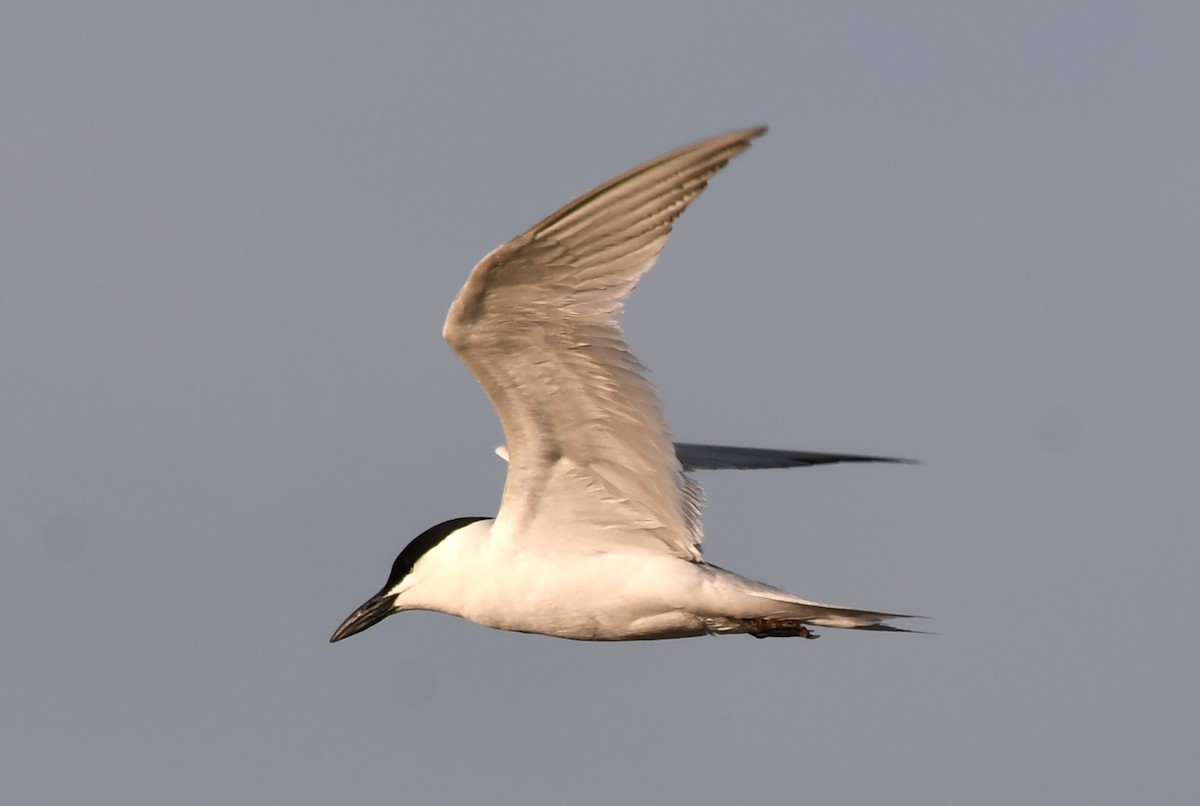 Gull-billed Tern - ML620671011