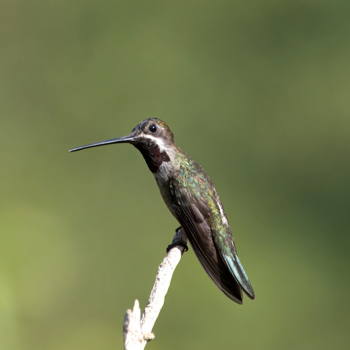 kolibřík hvězdohrdlý - ML620671013