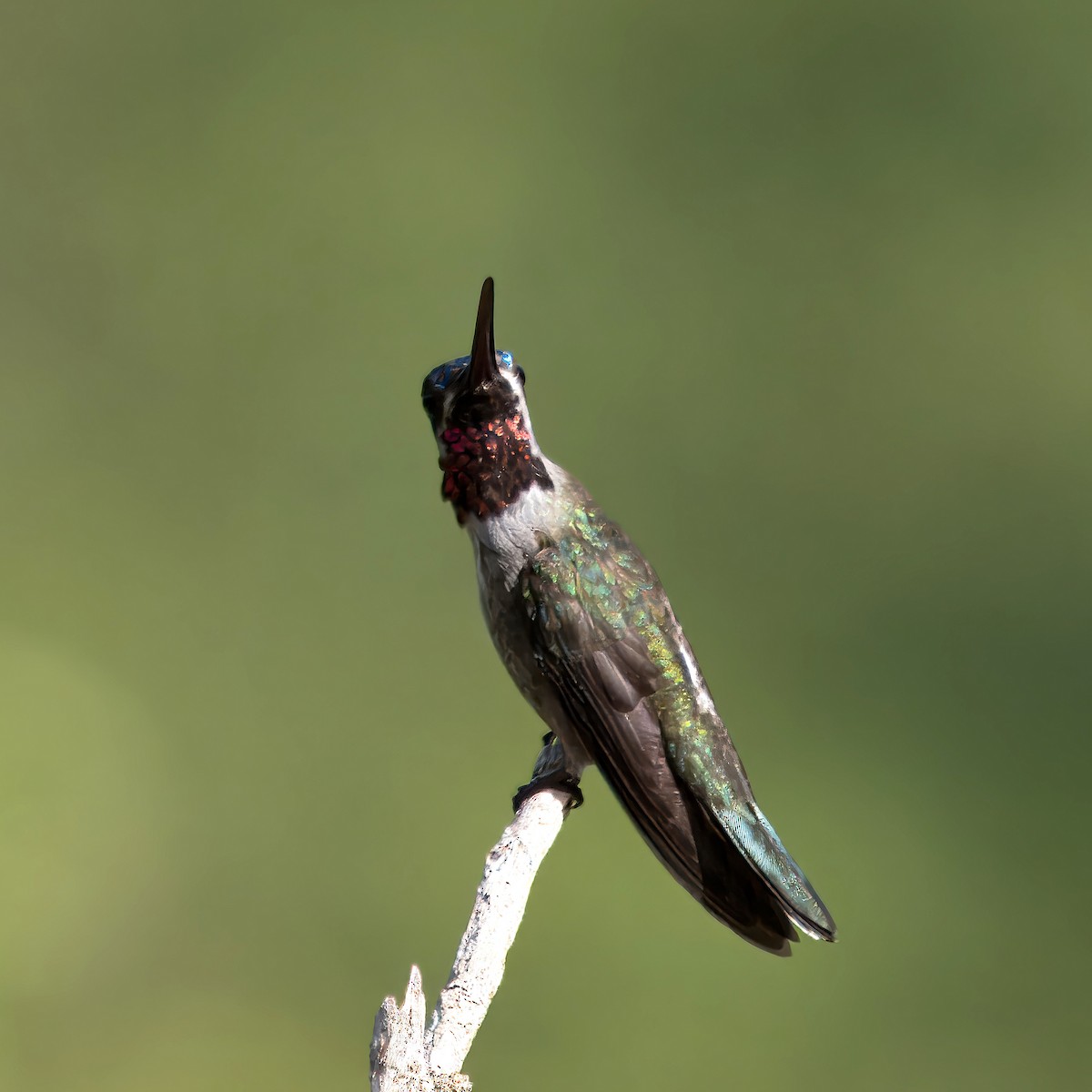 kolibřík hvězdohrdlý - ML620671014