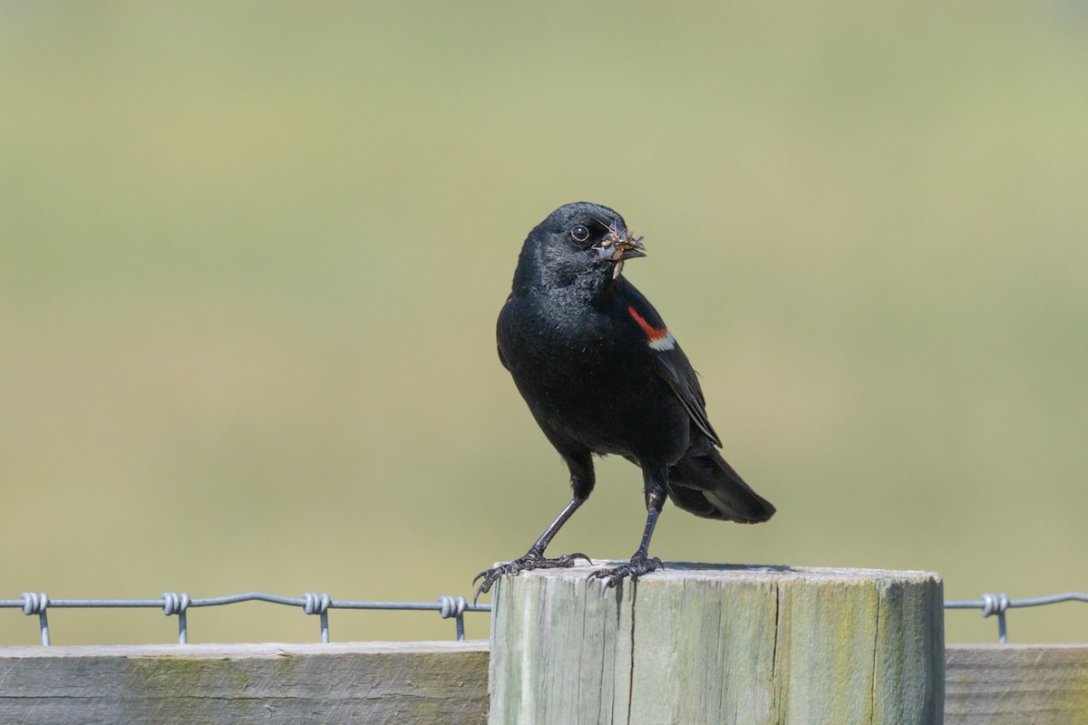 Red-winged Blackbird - ML620671015