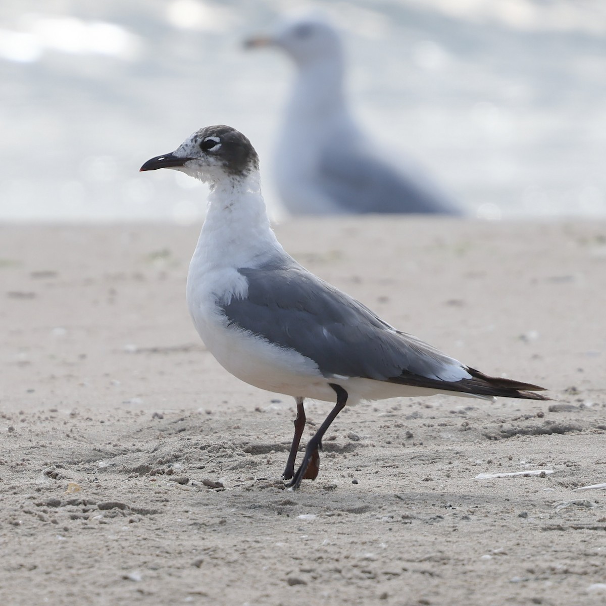 Franklin's Gull - ML620671017