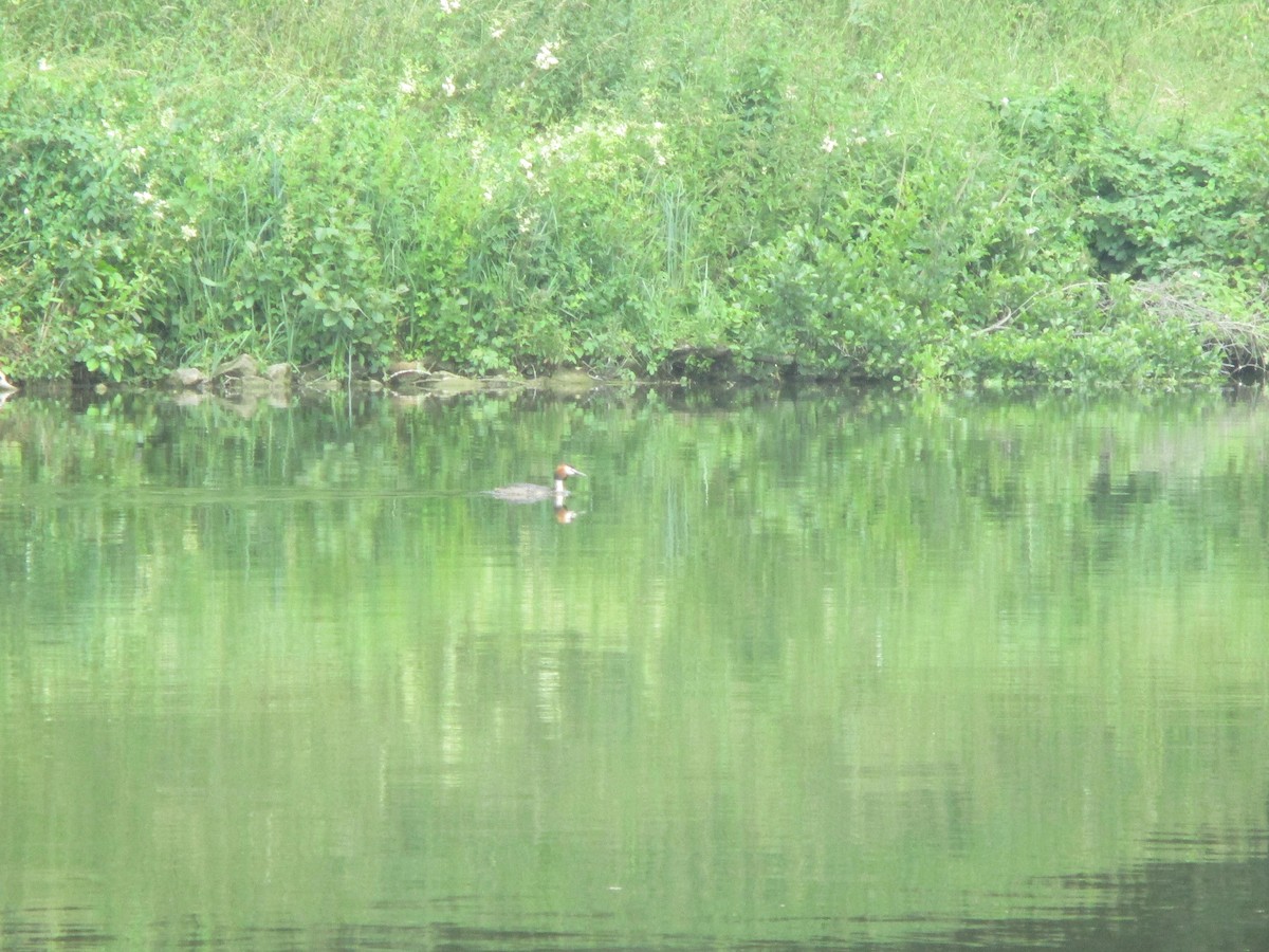 Great Crested Grebe - ML620671020