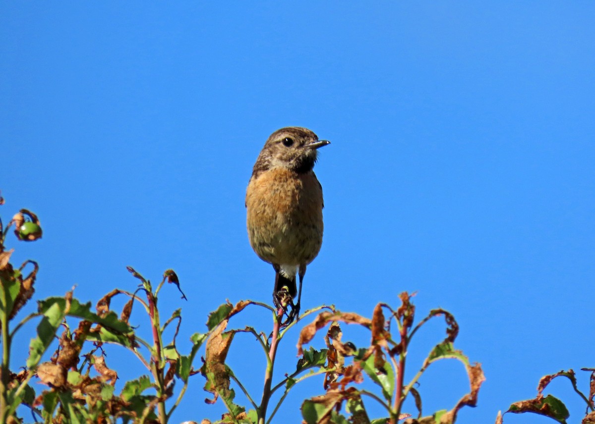 European Stonechat - ML620671022