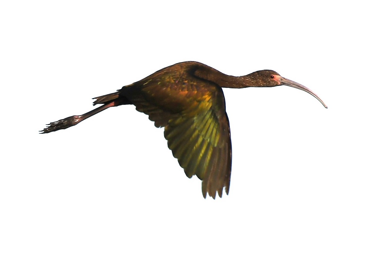 White-faced Ibis - ML620671027