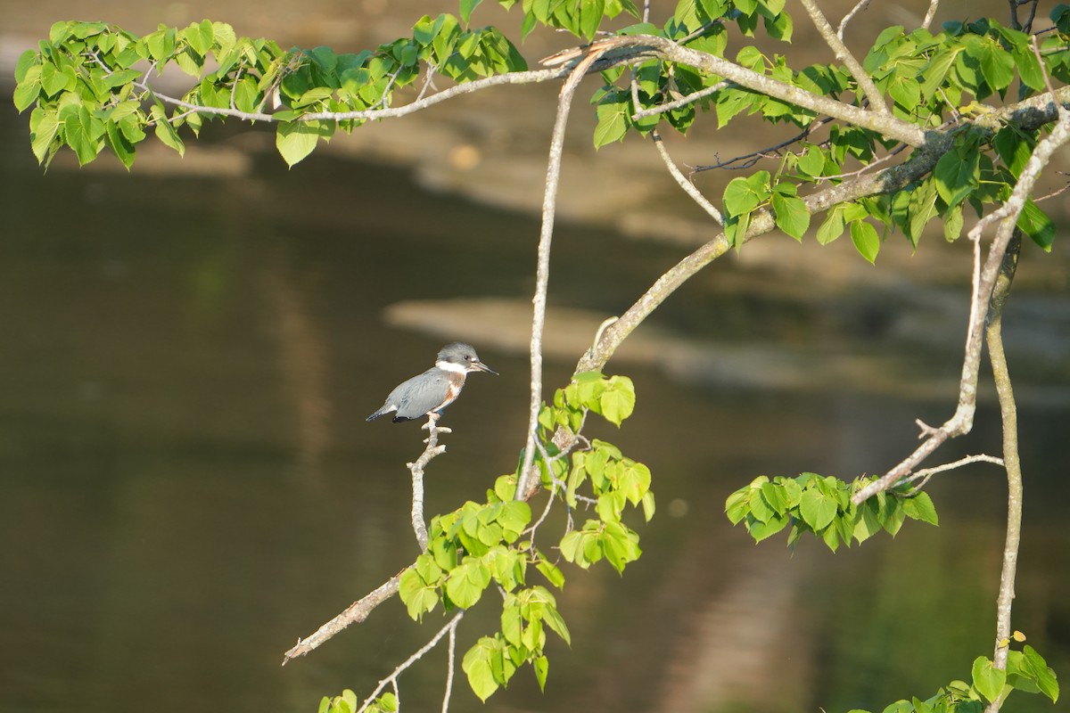 Belted Kingfisher - ML620671028