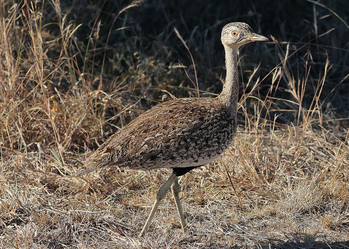 Red-crested Bustard - ML620671030