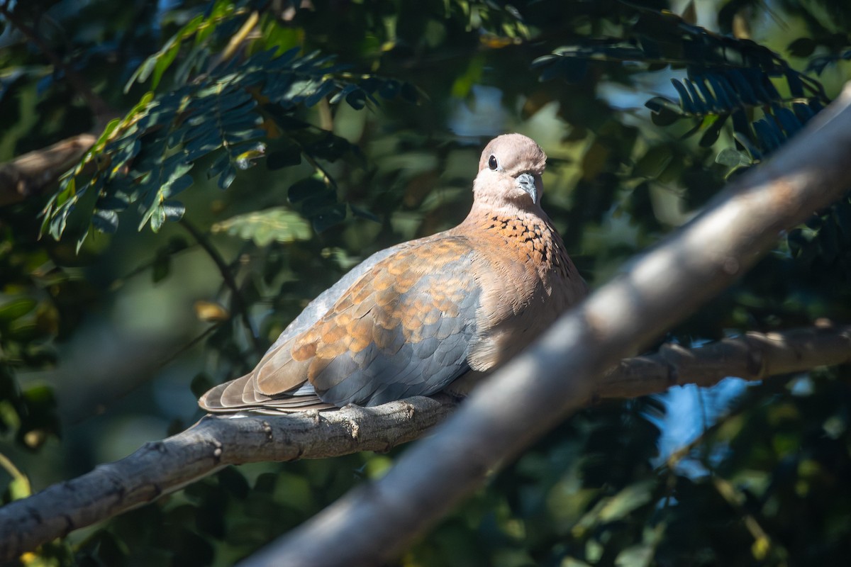 Laughing Dove - ML620671031
