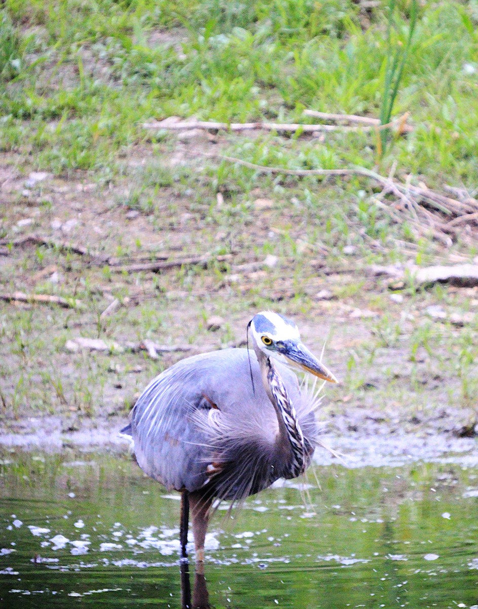 Great Blue Heron - Randy Strauss