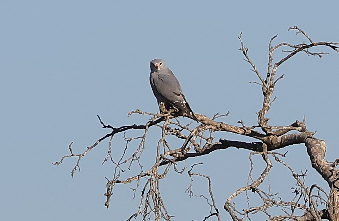 Lizard Buzzard - ML620671034