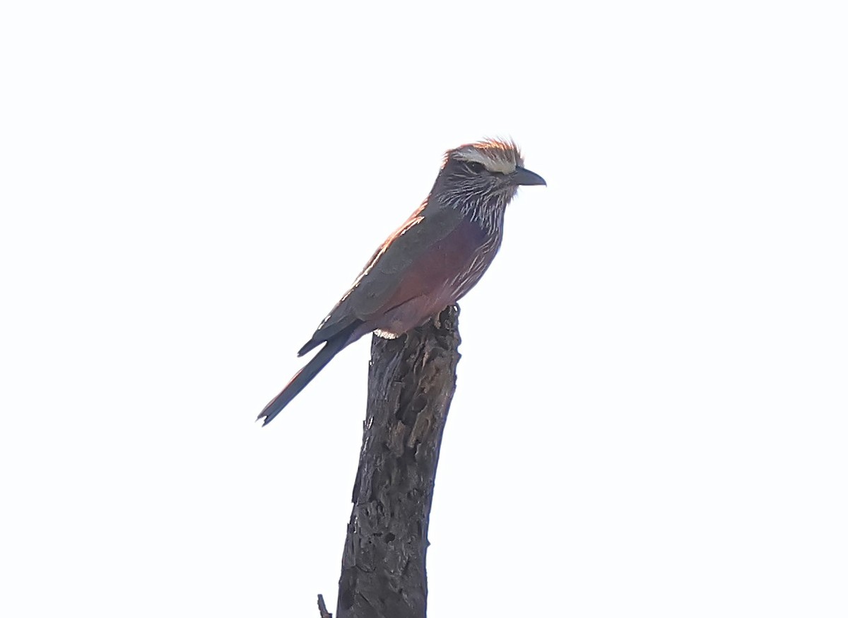 Rufous-crowned Roller - ML620671035