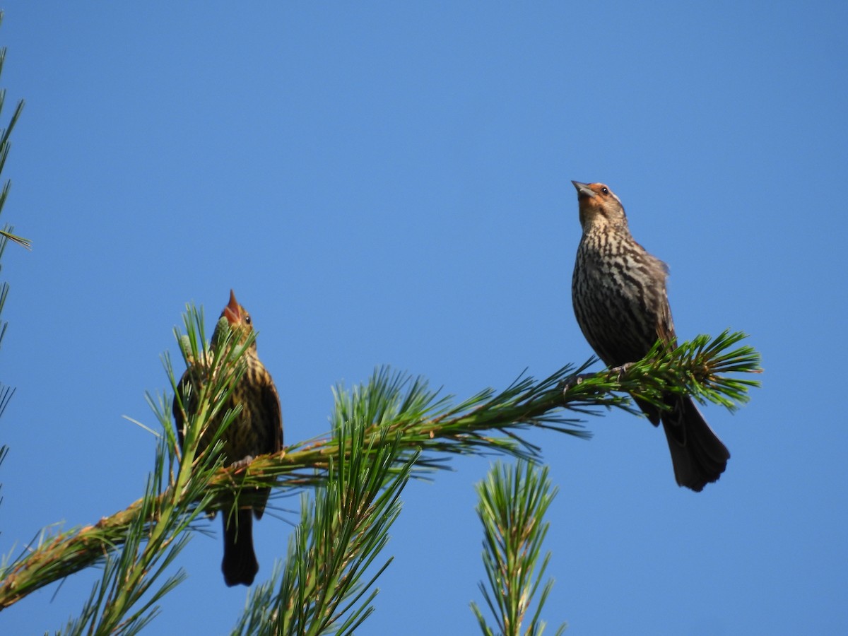 Red-winged Blackbird - ML620671036