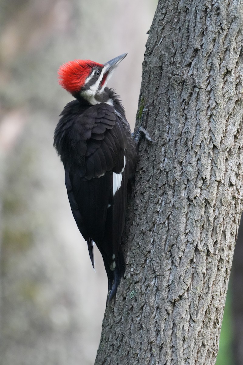 Pileated Woodpecker - Will Cihula