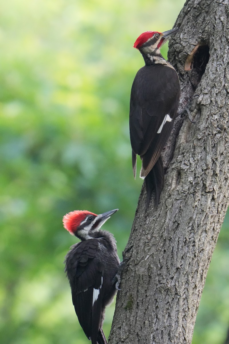 Pileated Woodpecker - ML620671039