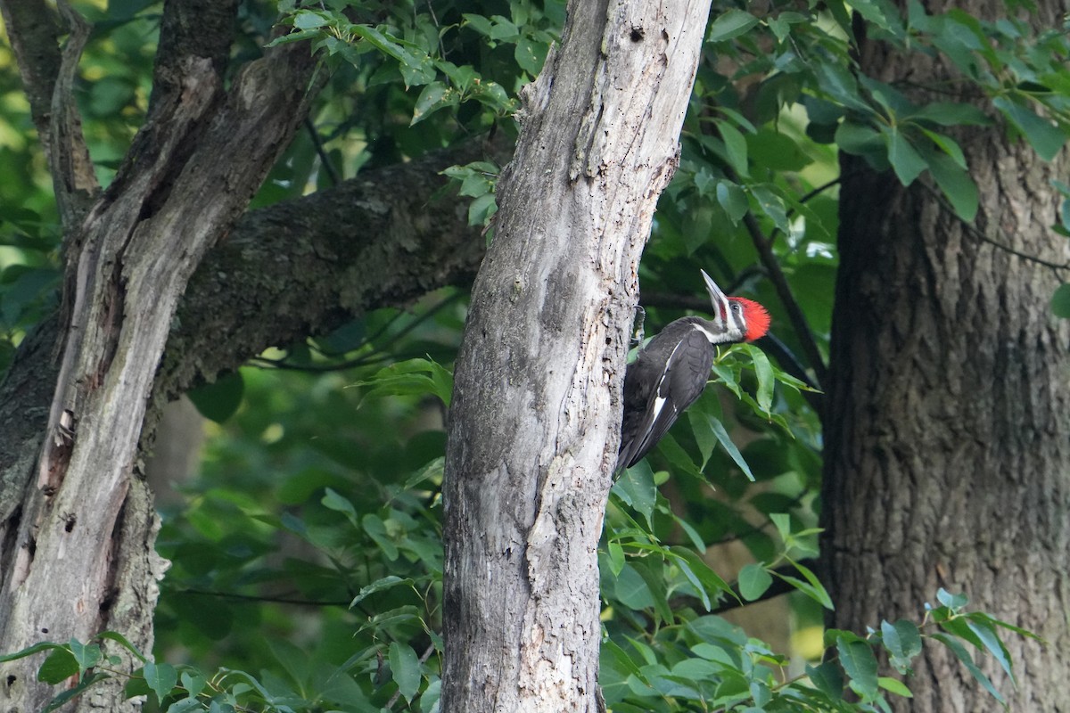 Pileated Woodpecker - ML620671040