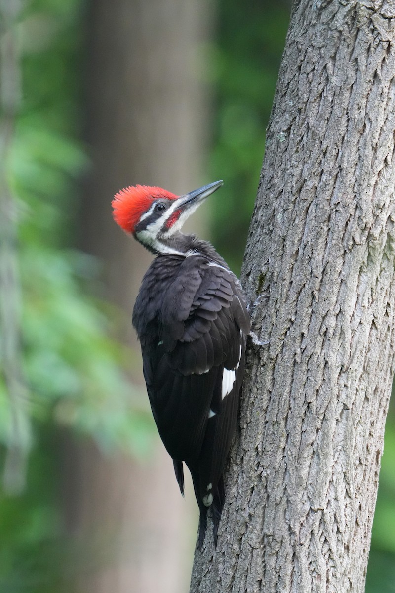 Pileated Woodpecker - ML620671041