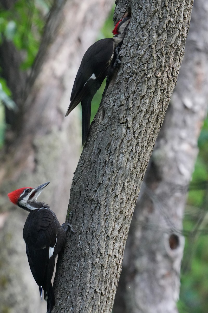 Pileated Woodpecker - ML620671043