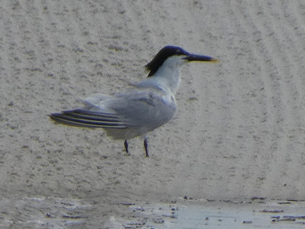 Sandwich Tern - ML620671046