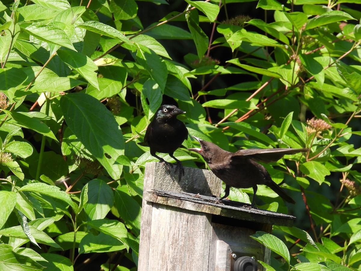 Common Grackle - Jeff Fengler