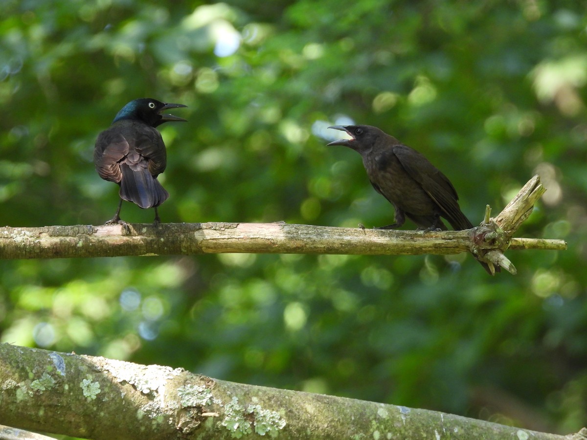 Common Grackle - ML620671049