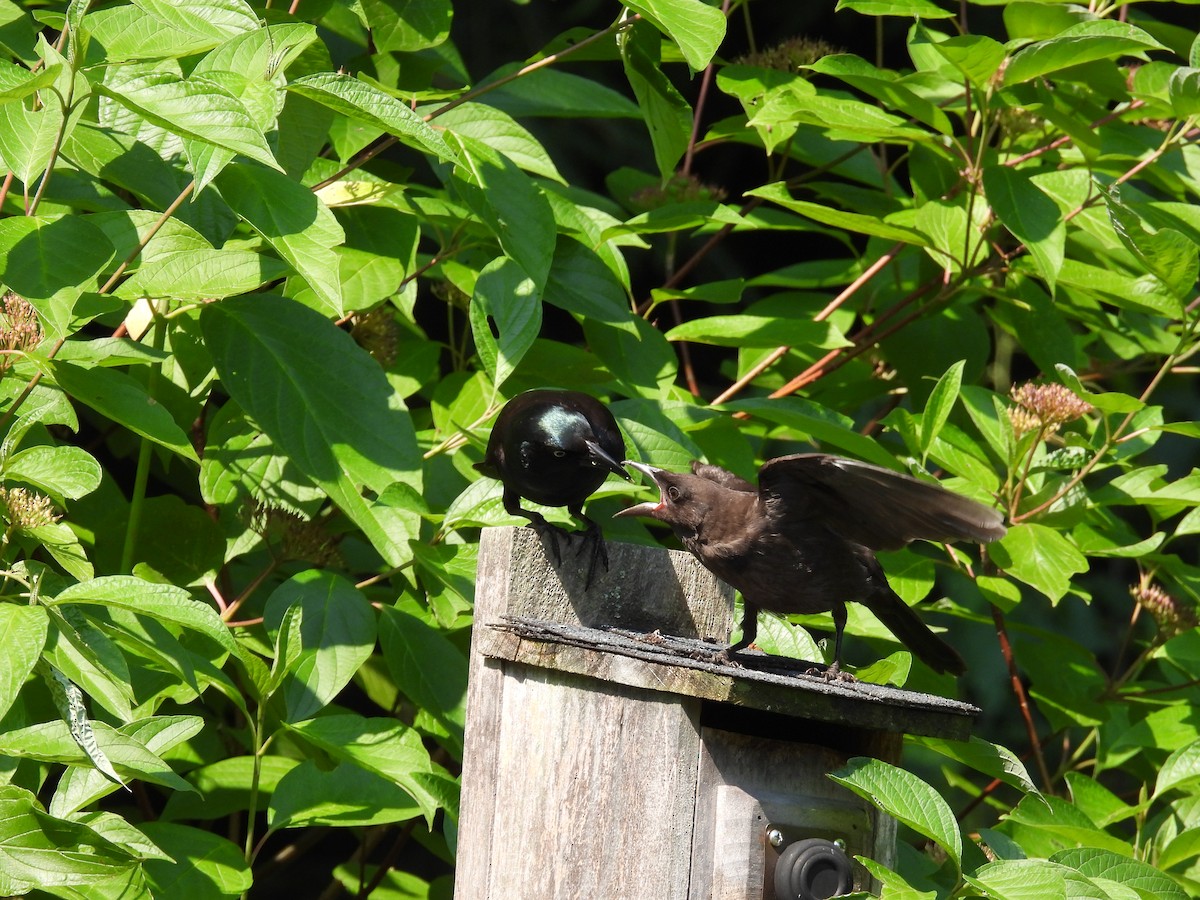 Common Grackle - ML620671051