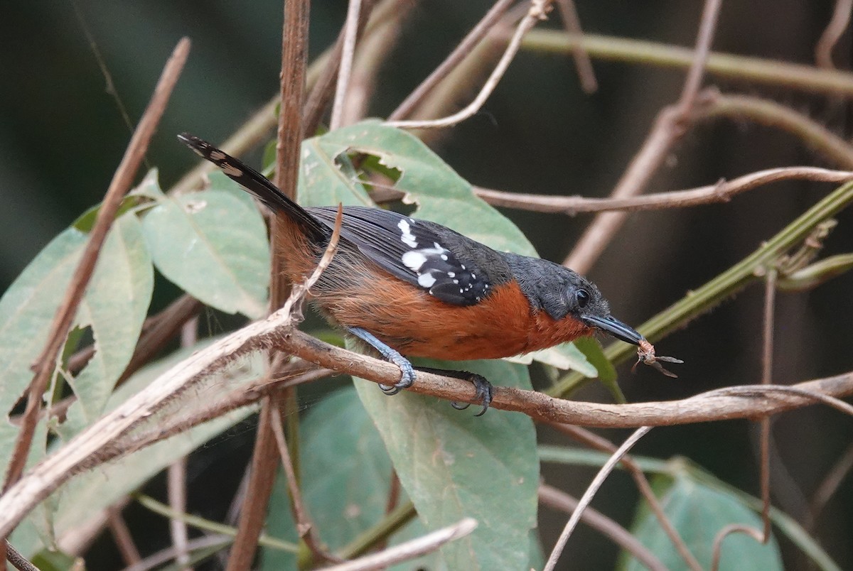 Dot-winged Antwren - ML620671054