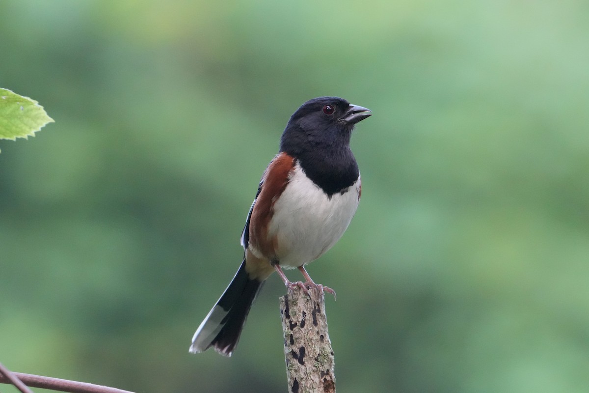 Eastern Towhee - ML620671058