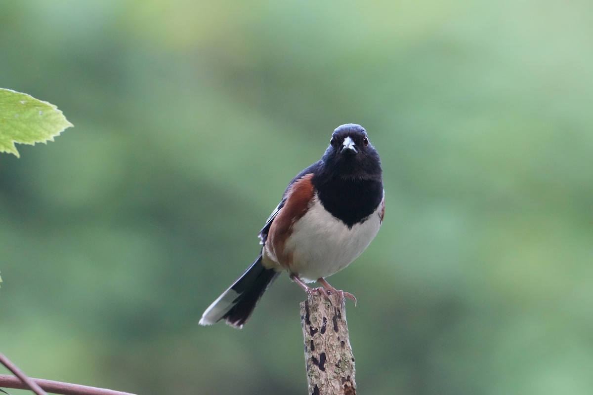 Eastern Towhee - ML620671060