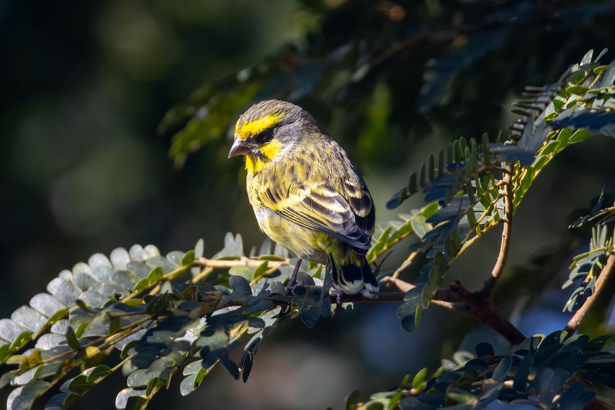 Yellow-fronted Canary - ML620671061