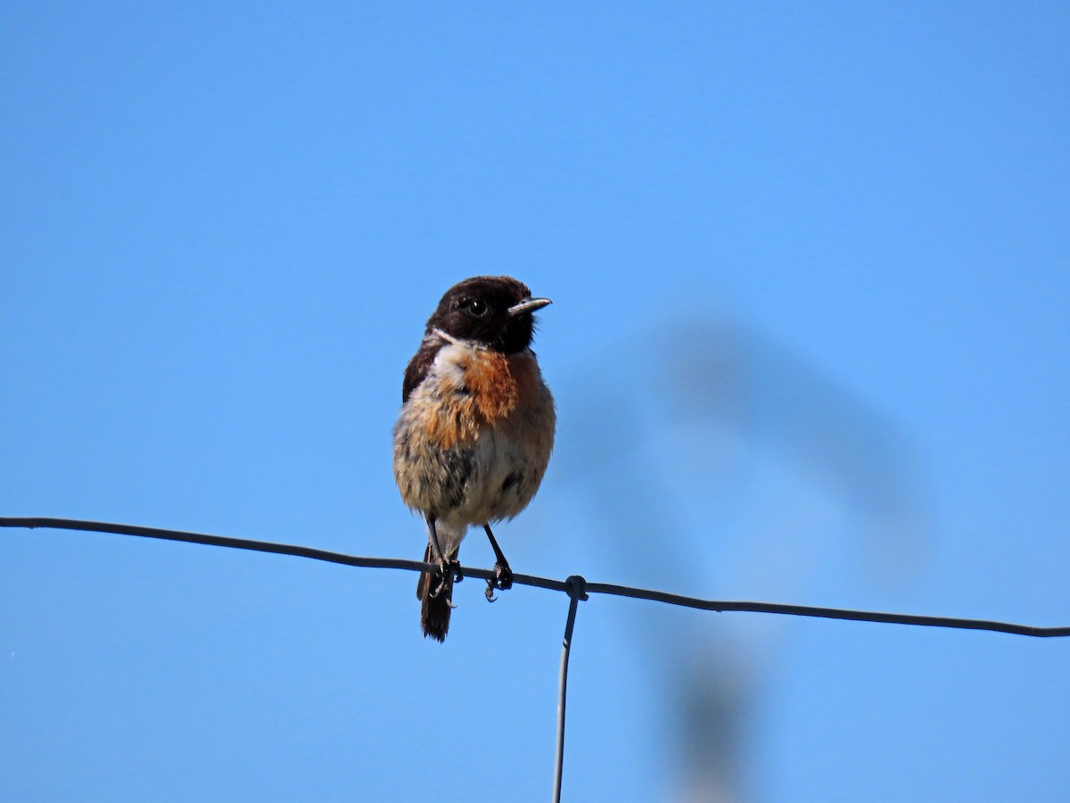 European Stonechat - ML620671064