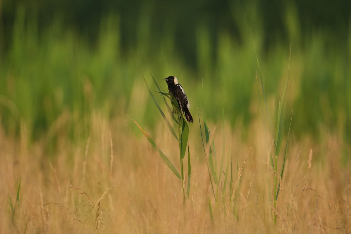 bobolink americký - ML620671065