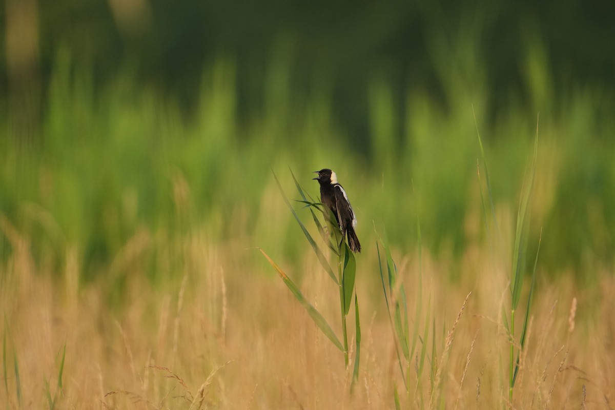 bobolink americký - ML620671066