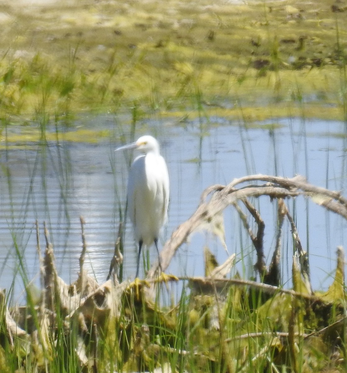 Snowy Egret - ML620671067