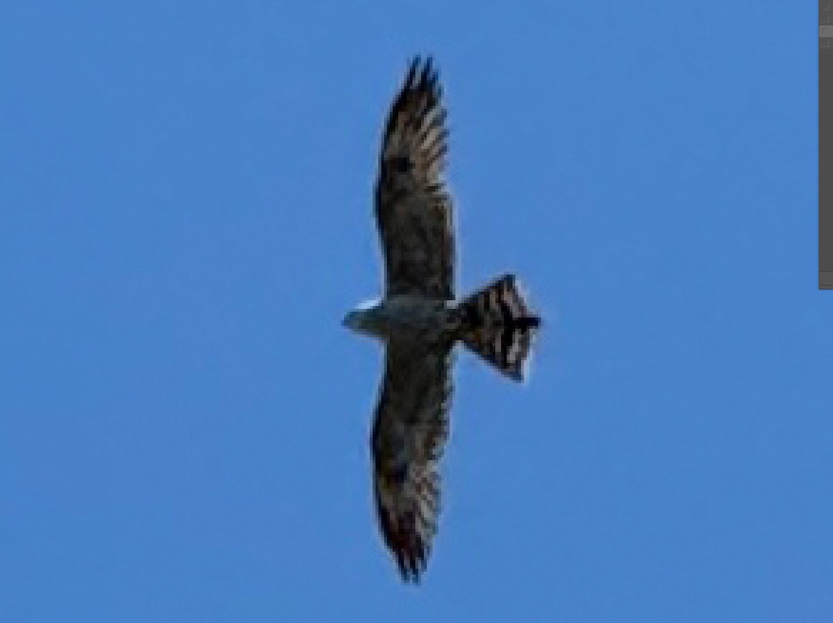 Mississippi Kite - ML620671069