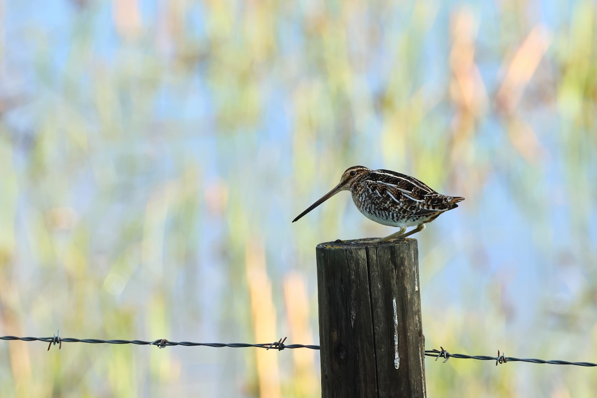 Wilson's Snipe - ML620671078