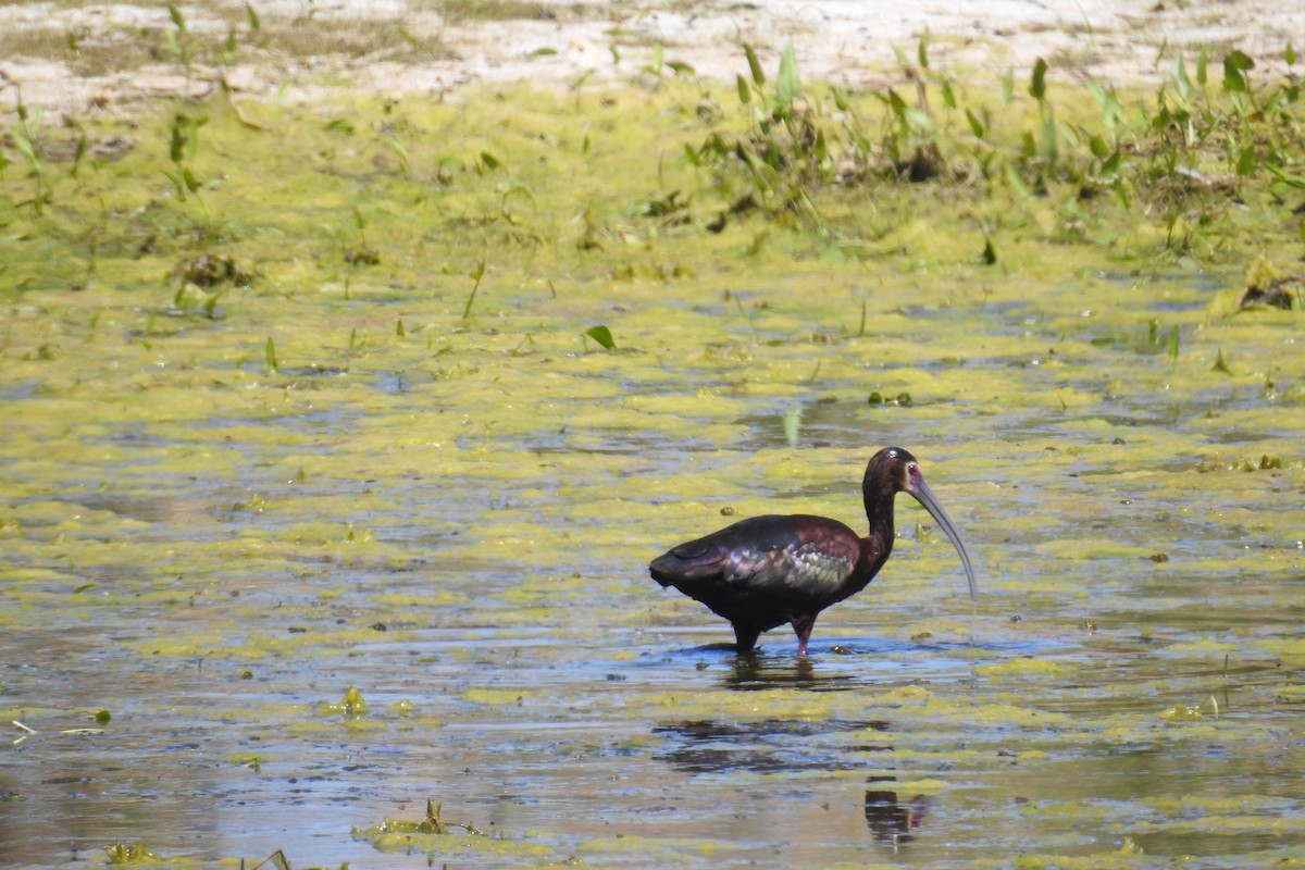 White-faced Ibis - ML620671080