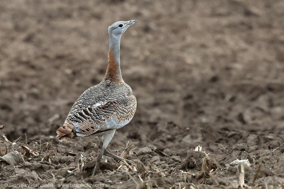 Great Bustard - Stanislav Harvančík